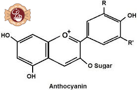 آنتوسیانین (Anthocyanin) 